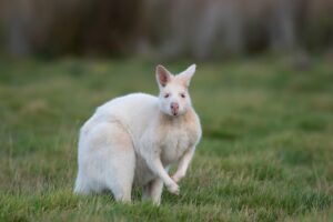 ワキガが遺伝する確率はどのくらいですか？