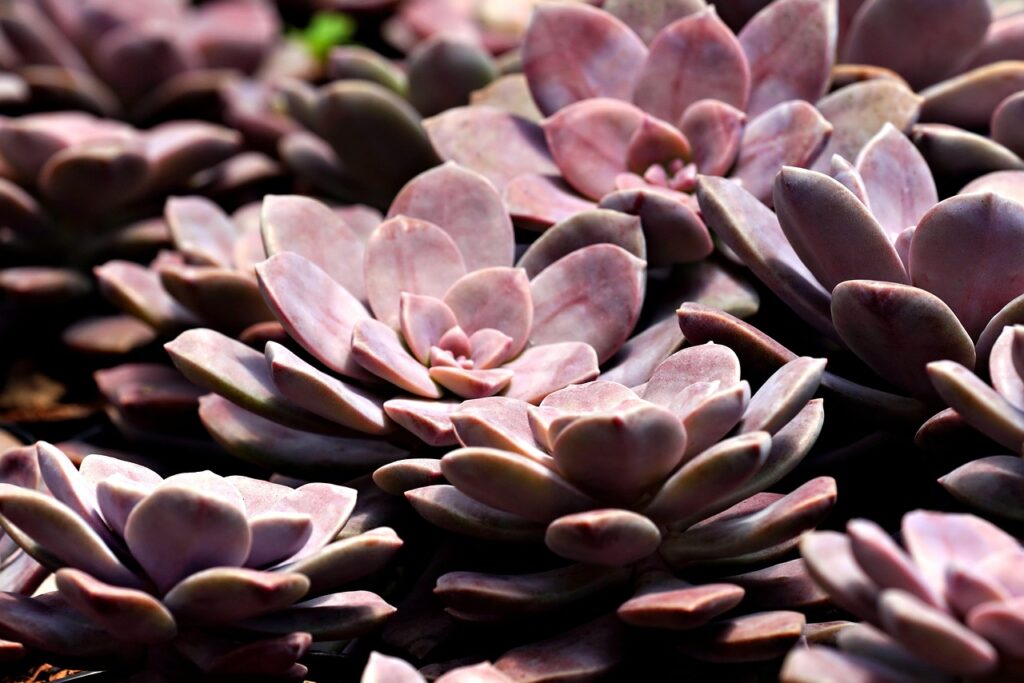 思春期のワキガの原因はホルモンによるものなのか？