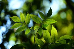 高校生がワキガを治すための方法は？