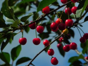 中学生のワキガによる酸っぱい匂いの対策は？