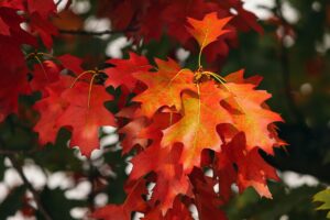10代のワキガは誰に相談すれば解決できる？