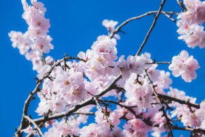 ワキガの匂いを消す方法はどのようなものがある？
